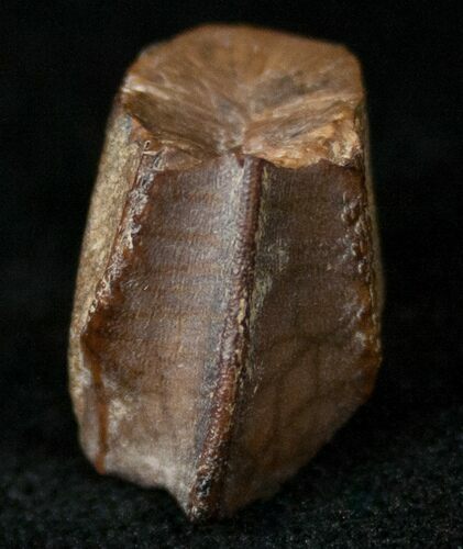 Hadrosaur (Duck-Billed Dinosaur) Tooth - Judith River #14820